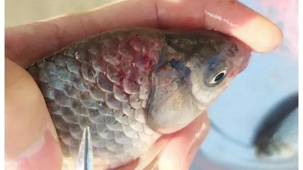 鲫鱼出血型暴发性鱼病,鲫鱼暴发性出血病的治疗