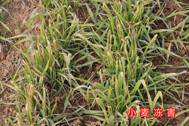 近期低温给农业带来的影响,农业如何应对气温低温