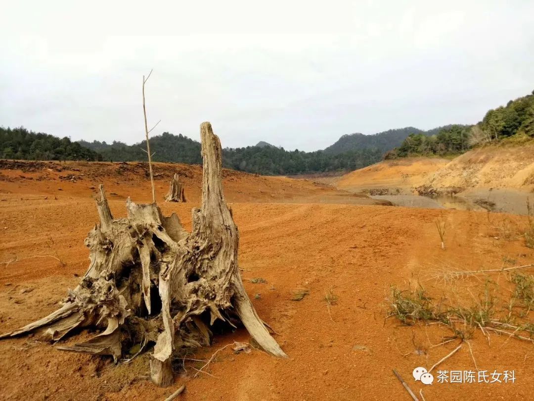 月经太少吃什么补得快,月经不调保护卵巢