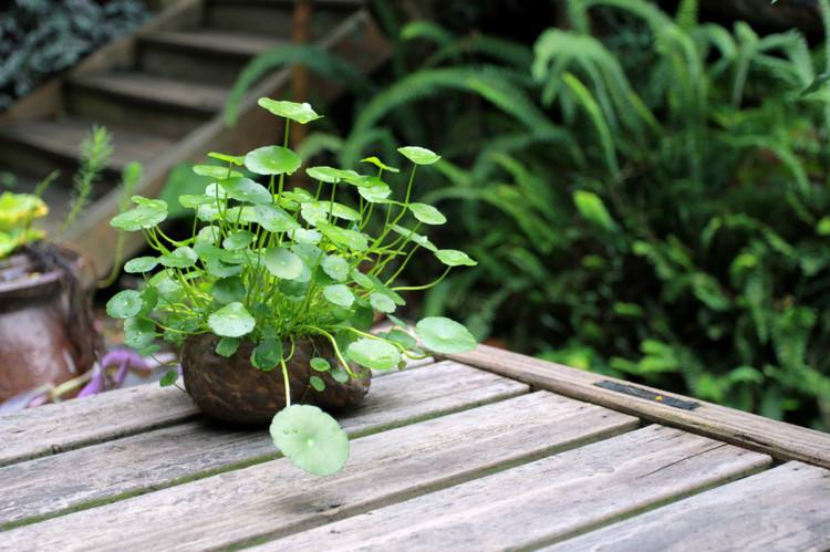 家里招财的盆栽有哪些,家里摆什么盆栽招财最好