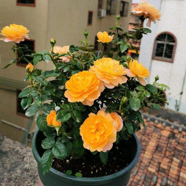 盆花怎样施肥效果好呢,花卉施肥过多怎么补救呢