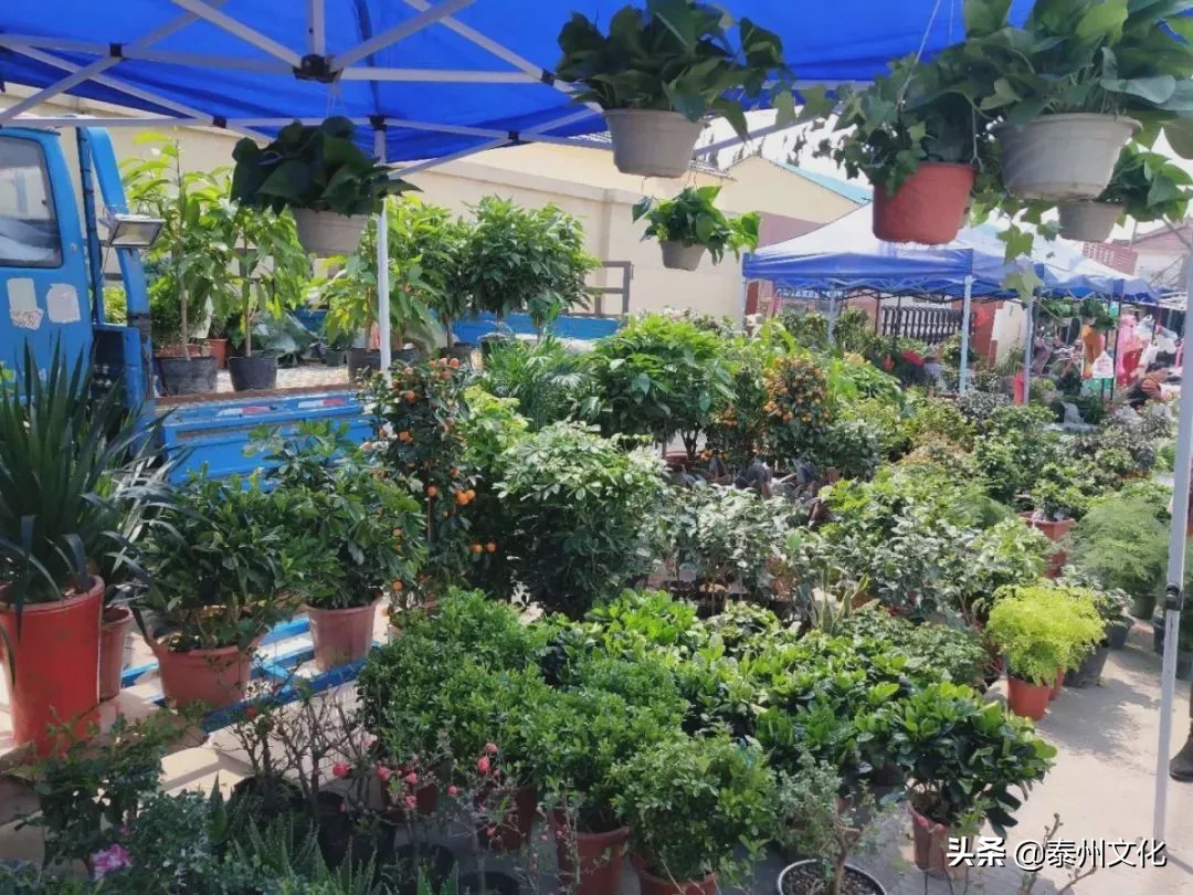 泰州人，还记得当年赶过的集场吗？（附时间表）