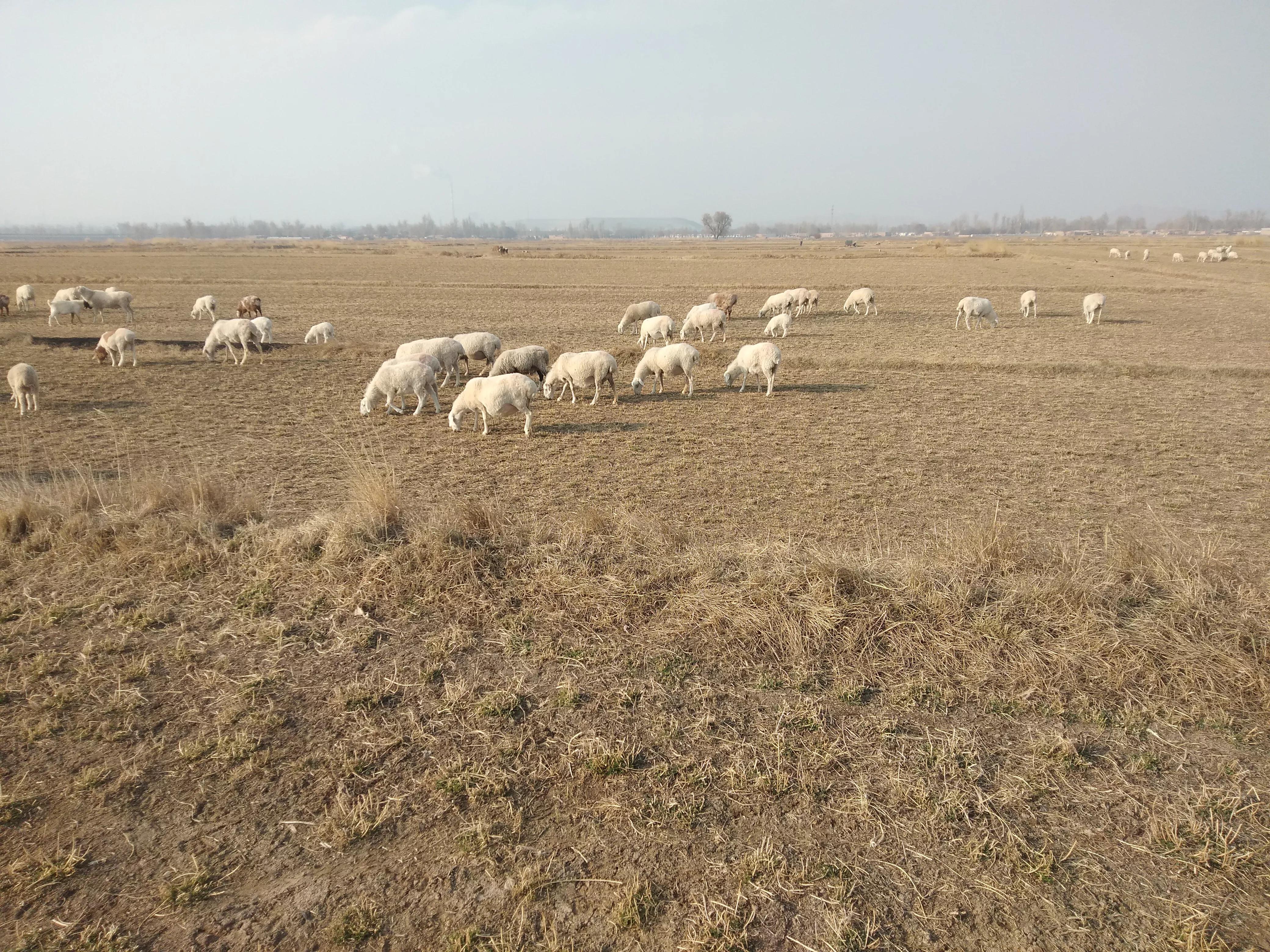 一只基础母羊一年能挣500不,1000只母羊的利润多大