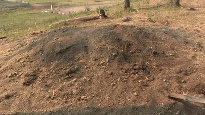 550只羊被雷劈死,500头羊被闪电劈死