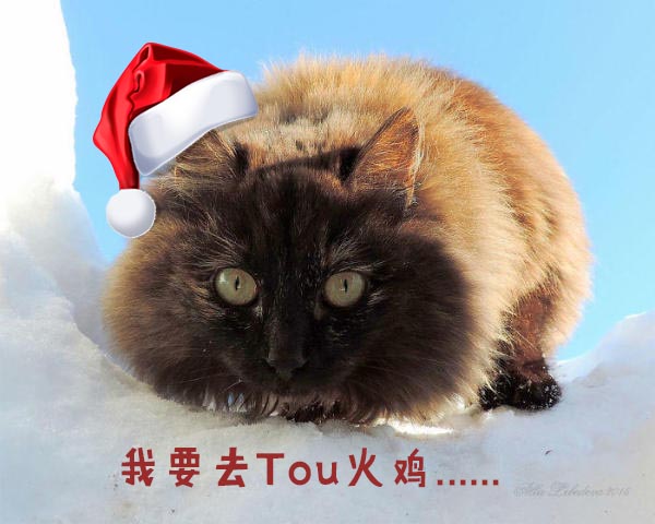 圣诞节的喵星人霸气又略萌,猫奴必看!又骗我养猫?