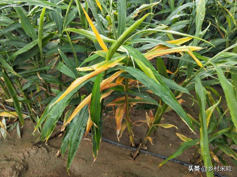 姜治烂脖子偏方,大姜烂脖子的防治方法