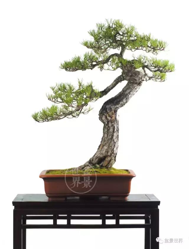 松树盆景经典大片,大斜杆式盆景得金奖作品松树