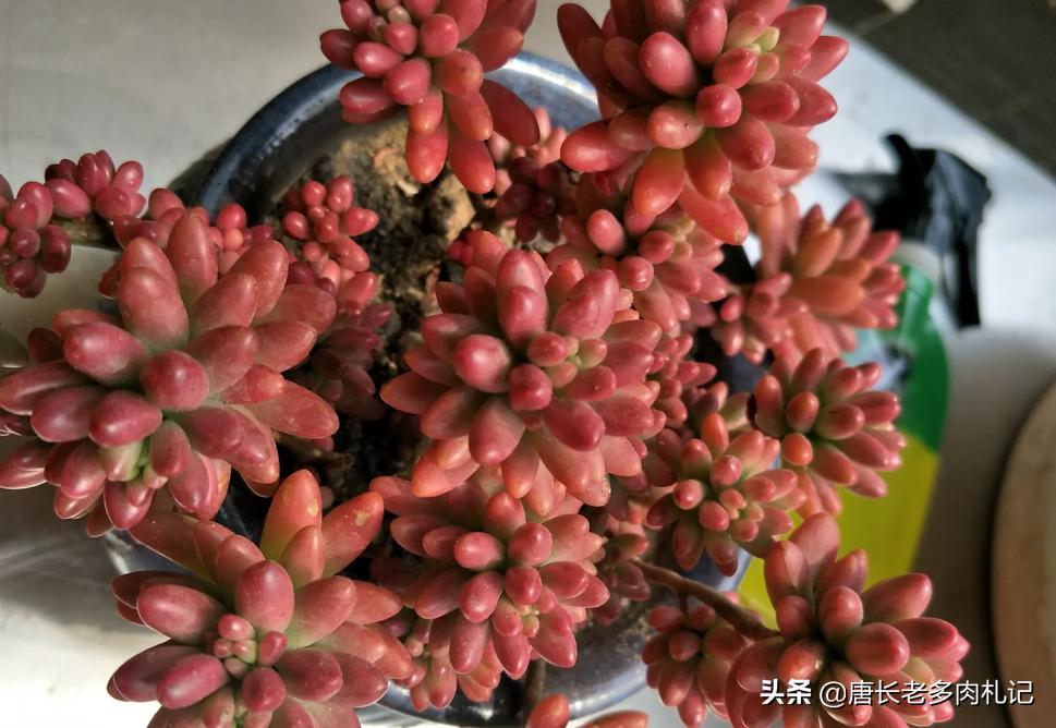 多肉虹之玉叶子发黑怎么回事,多肉虹之玉为什么会发霉