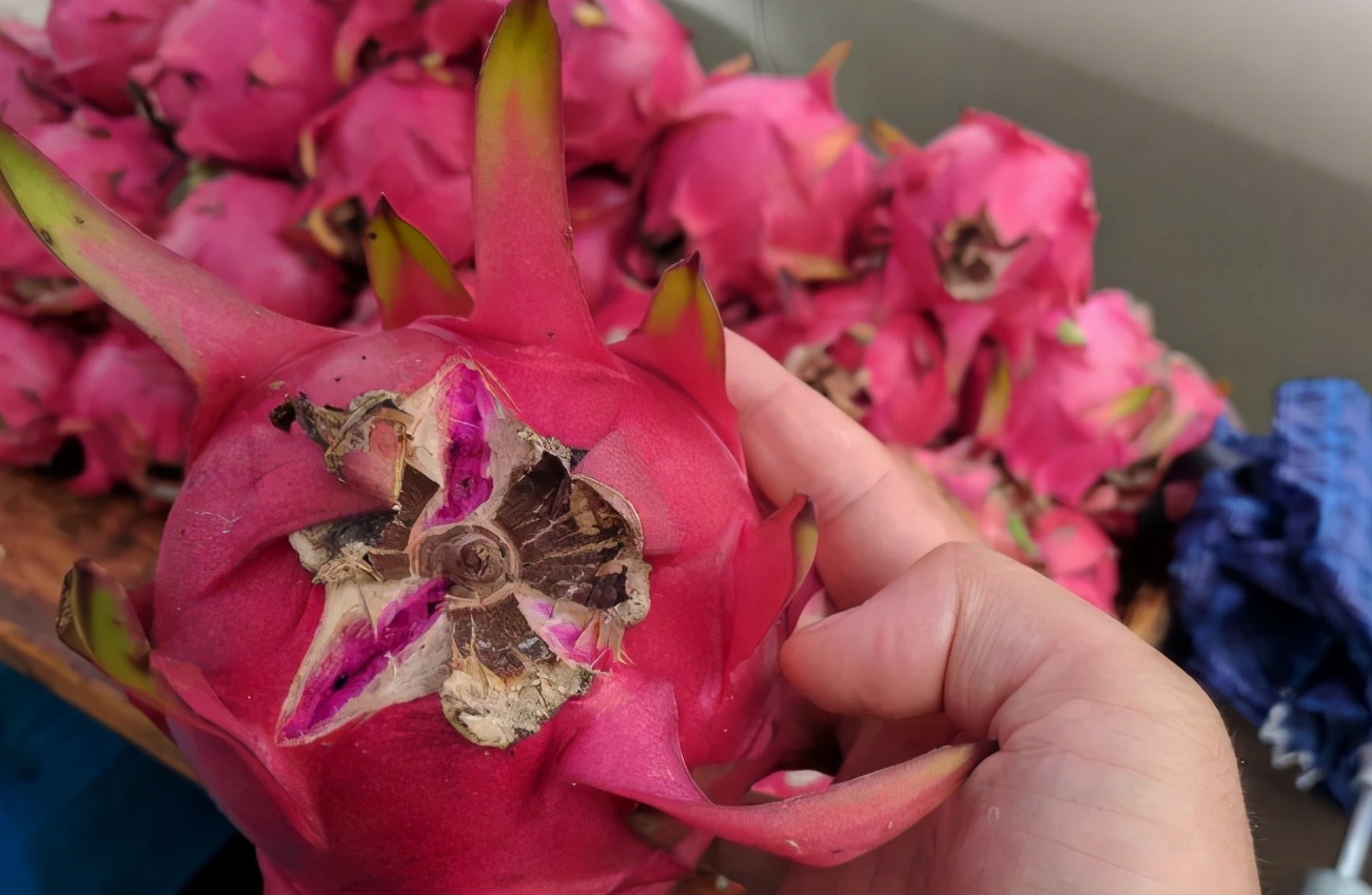 怎么买火龙果又香又甜,买火龙果怎么挑好吃