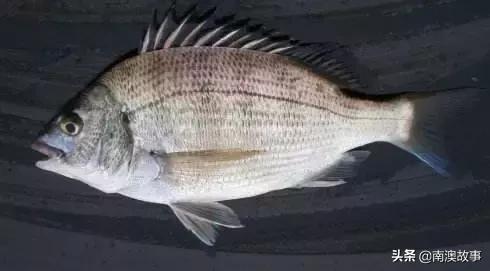 南澳渔民出海最常见的50种海鱼，都吃过，你就能退休了！