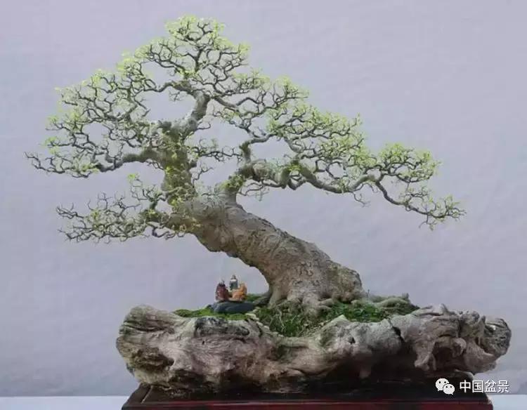 一组盆景佳作欣赏,斜杆式飘枝盆景图片欣赏