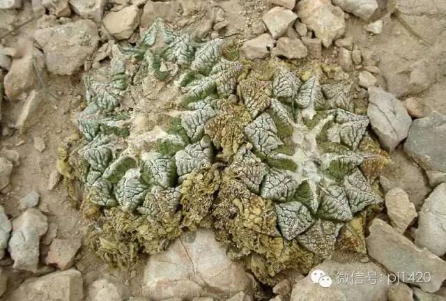 一棵牡丹能长到多大,一棵牡丹花能活多少年