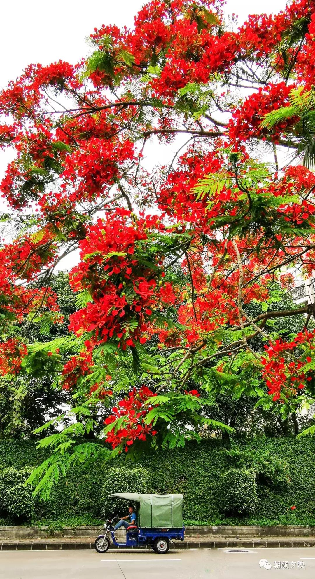 凤凰浴火时,盛夏晚晴天