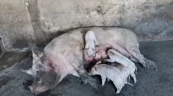 养好母猪是养好仔猪的关键,仔猪母猪养殖技术视频讲解