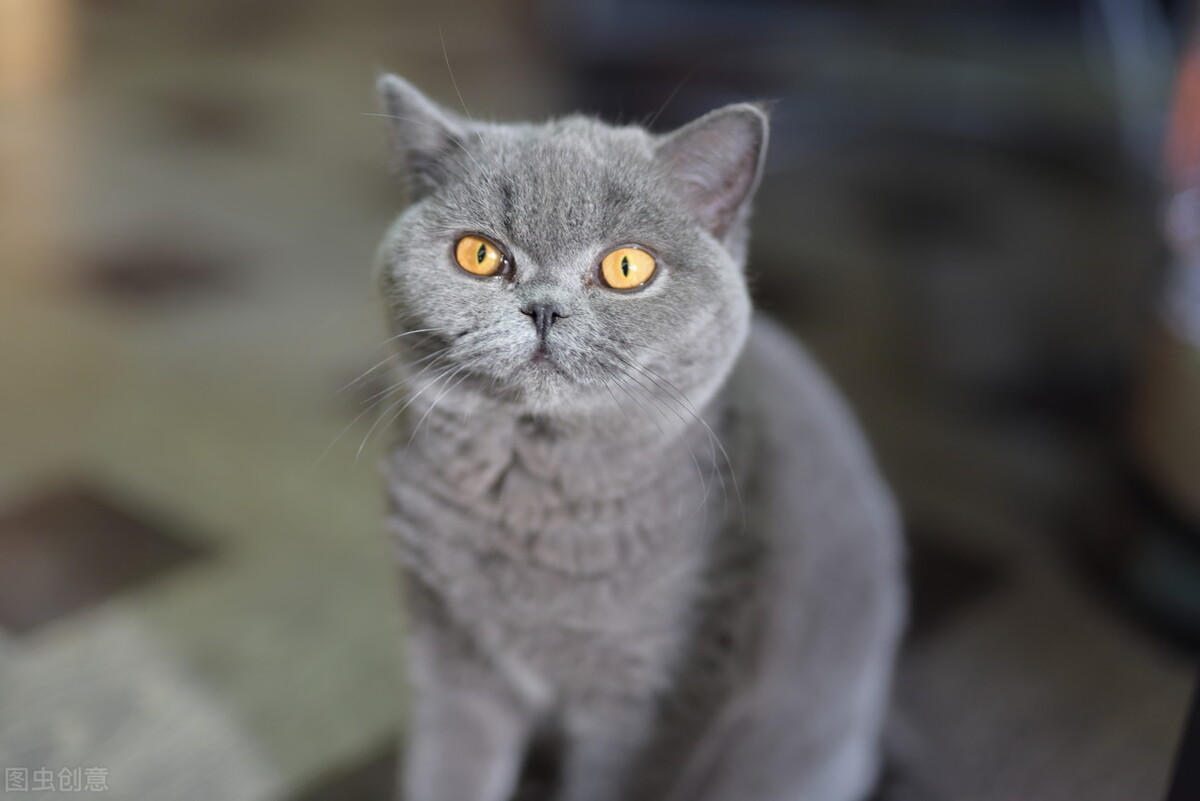 猫咪都是什么血型,各种猫咪的血型一样吗