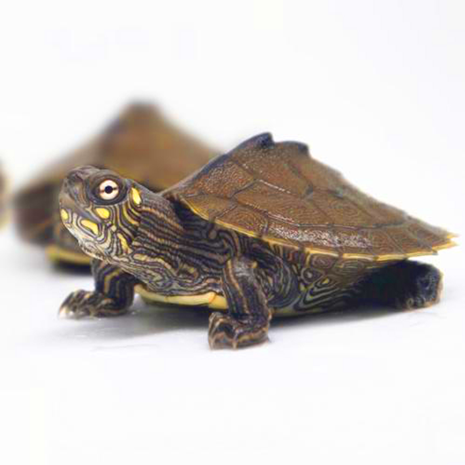 新手养龟买多大龟比较好养,新手养龟哪种龟最好养