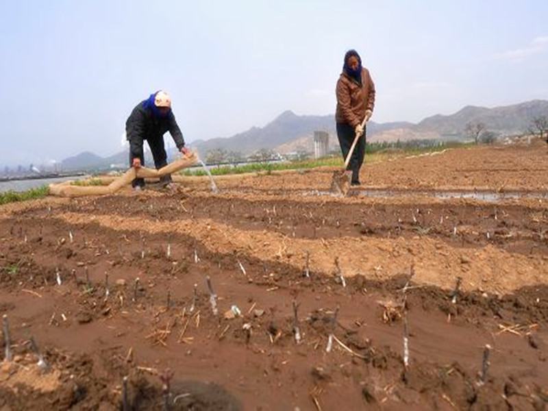 苗木被淹后怎么补救视频,苗木水淹怎么补救