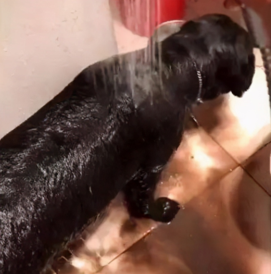 为什么有人说养狗的人越来越多,养狗的人注意了这几点必须知道