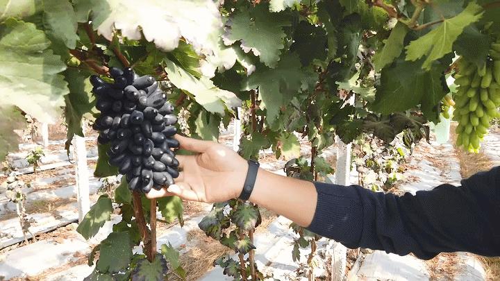 楂樻牎瀛︾敓鐪间腑鐨勫叡闈掑洟,楂樻牎鐢熺溂涓殑鏃朵唬鍙樿縼