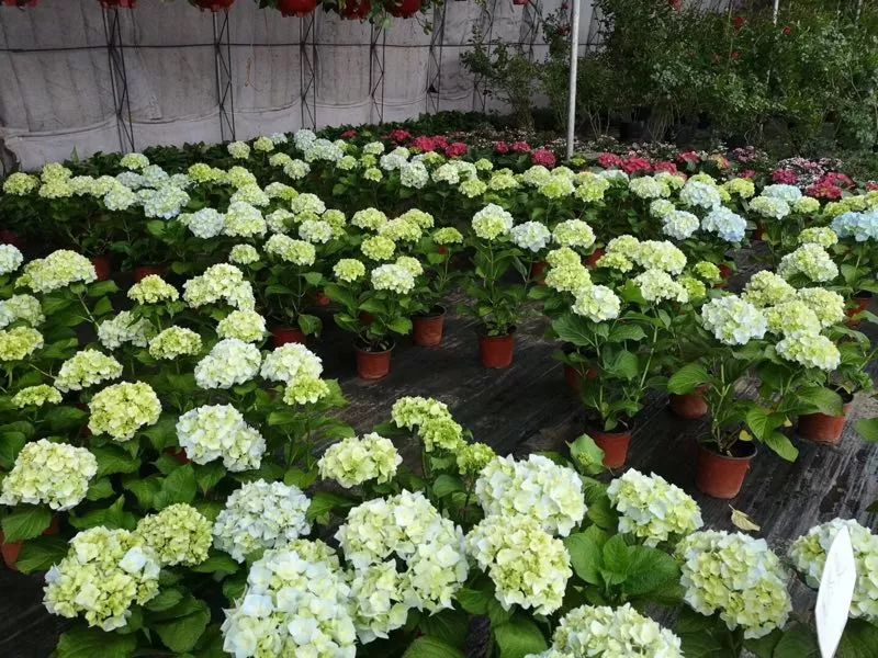 大连买花到哪里,大连网络买花花店