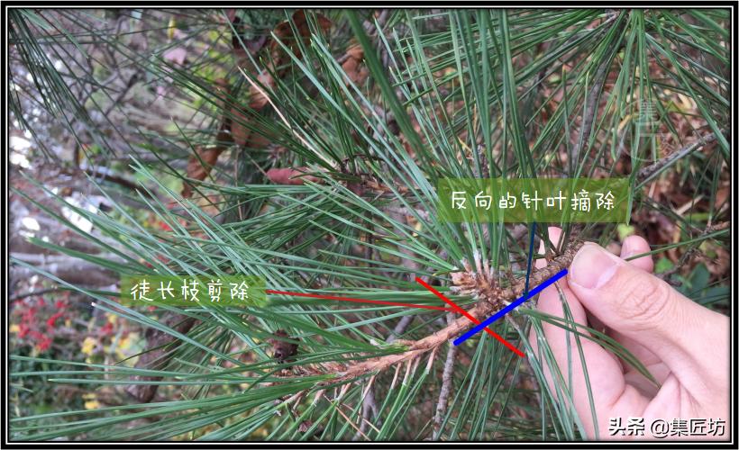 松树盆景换盆去土除根吗,松树盆景怎样修剪和造型