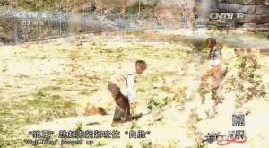 养狼20年养成二哈,养狼养二哈