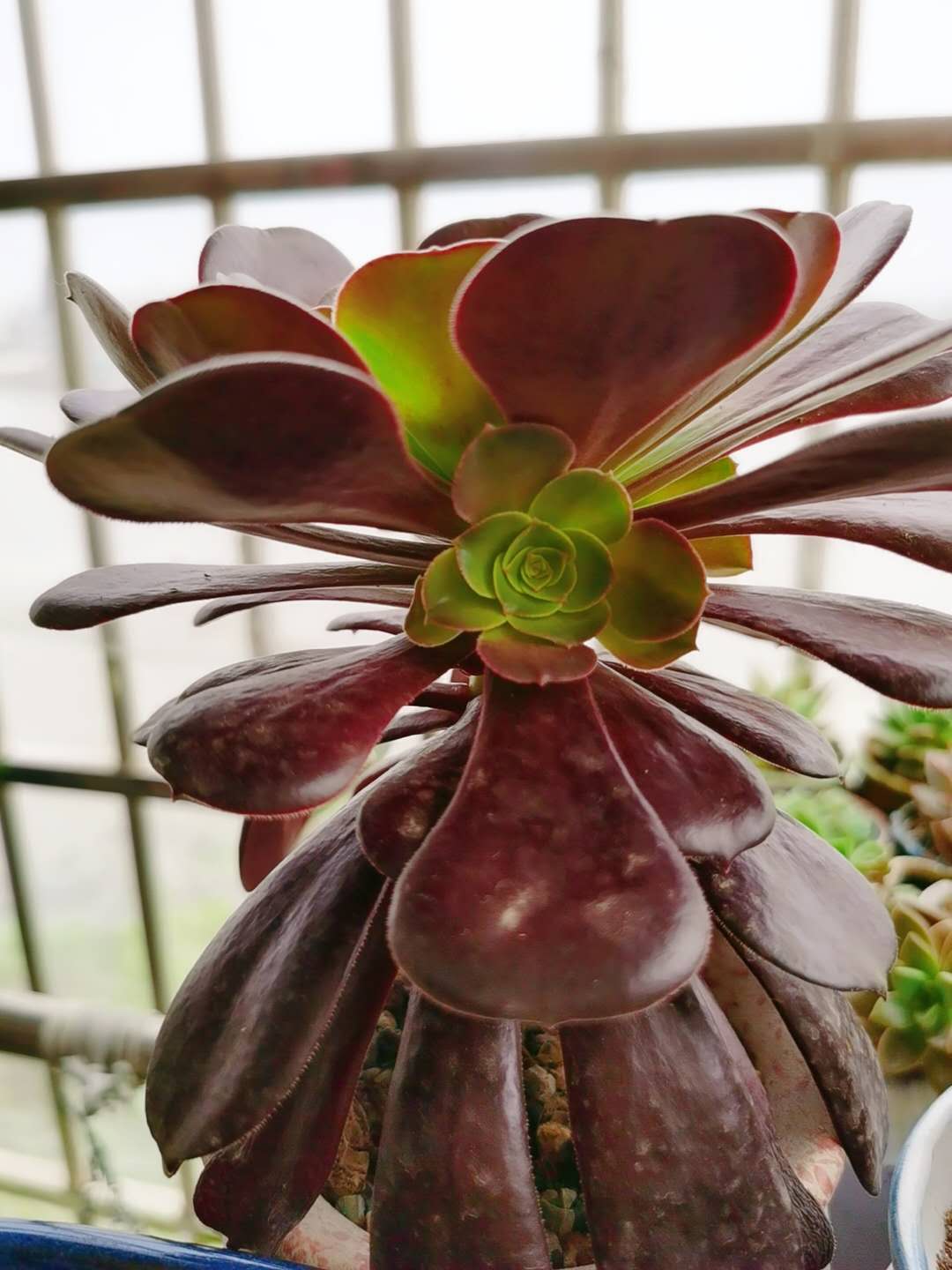 多肉法师夏季不用浇水吗,多肉法师要不要施肥