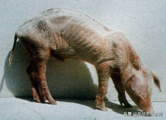 僵猪怎么治疗和管理,如何预防僵猪的形成