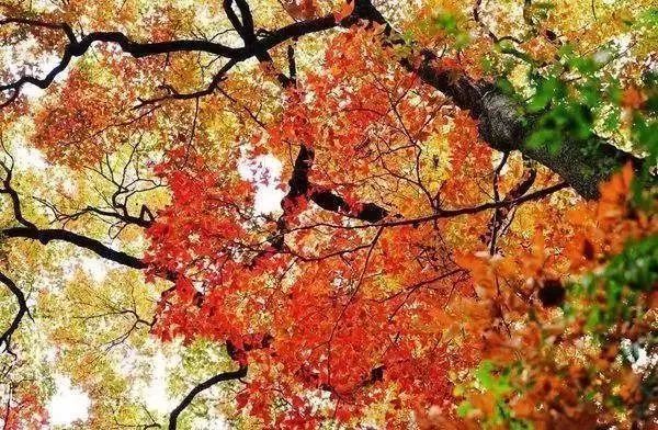 东莞周边11月份赏红叶好去处,东莞观音山看红叶攻略