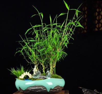 罗汉竹盆景怎么养护,观赏罗汉竹形状是啥样