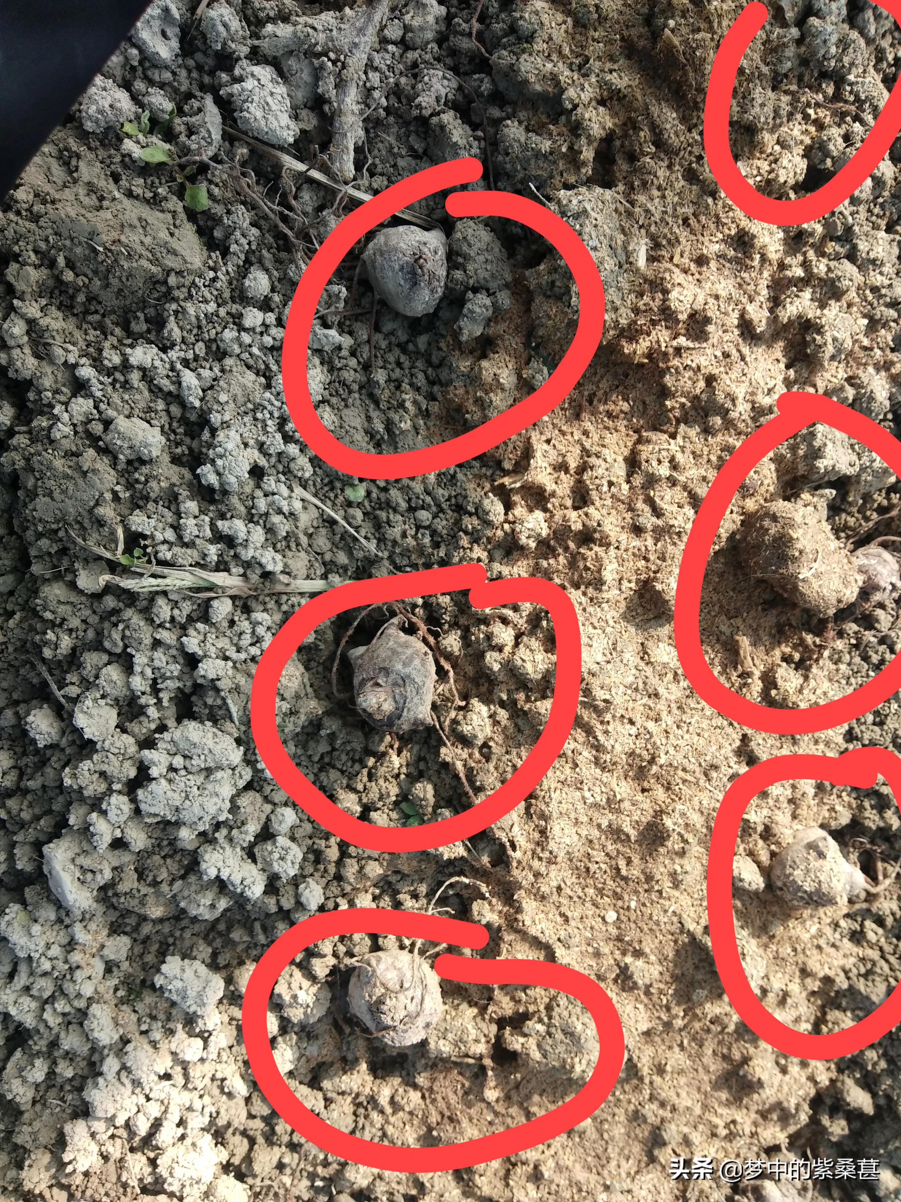 真正的江油附子,江油附子的功效