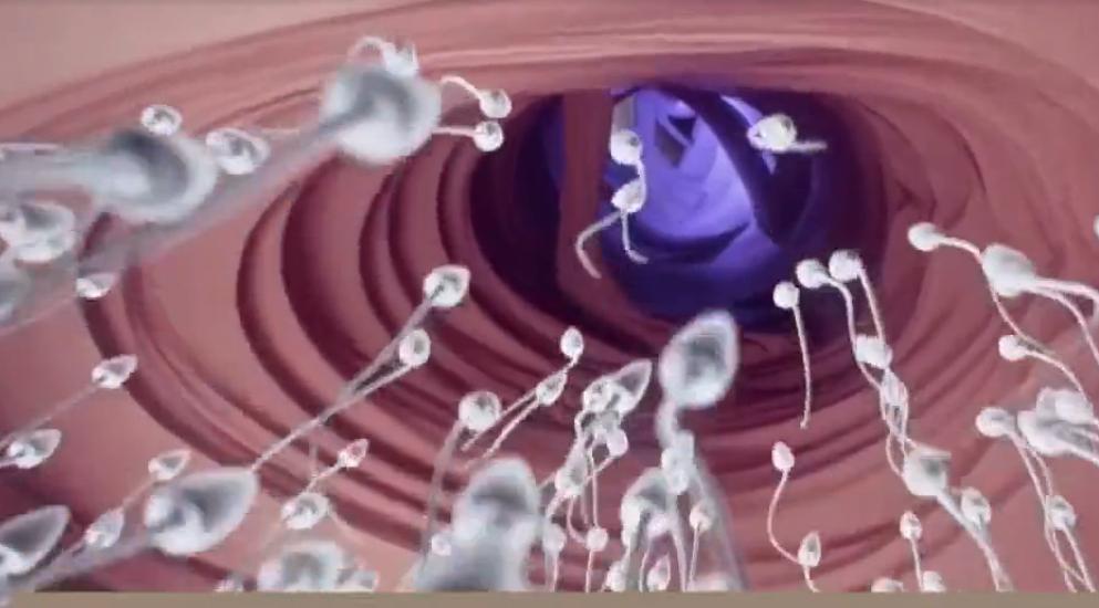 卵生胚胎发育过程解说,从胚胎到婴儿的发育视频