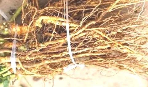 月季危害症状,月季受茎蜂侵害怎么处理