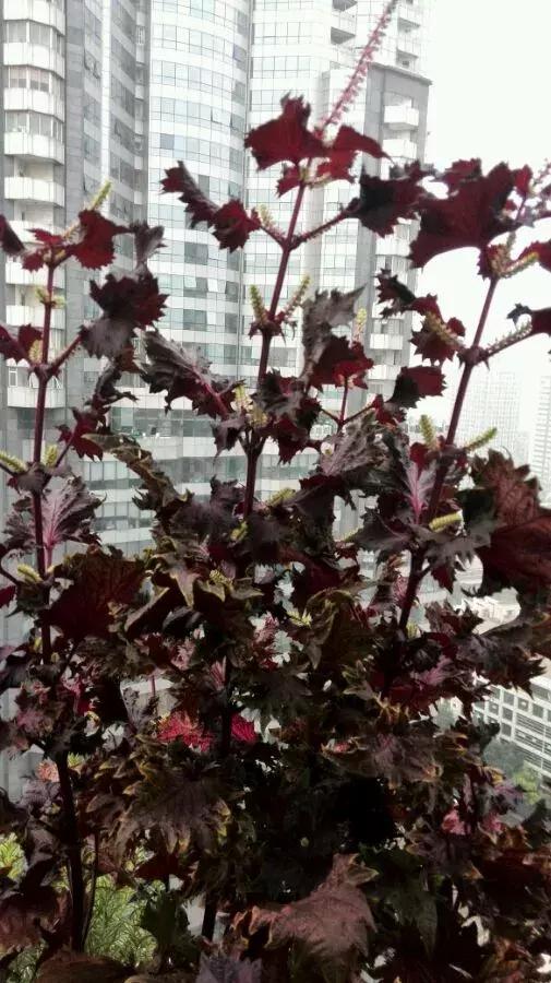 春天养一盆草花,养这4种花放松安神能睡更香