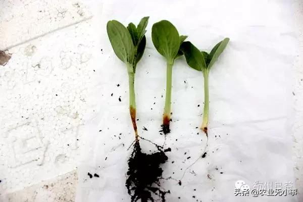 新版西瓜病虫害解决方案,2020西瓜病害视频