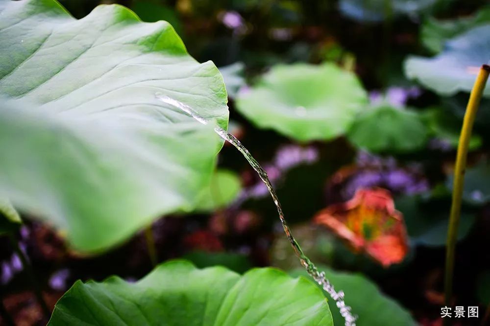 立秋时节让我们走进济南高新区彩虹湖