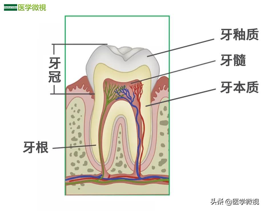 牙髓炎吃什么药能快速止痛,牙髓炎吃什么止痛药最见效