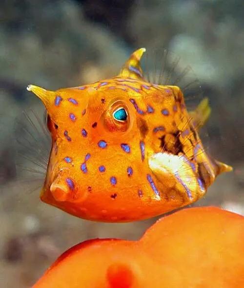 神秘的顶级海底照片难得一见,罕见海底美人照片