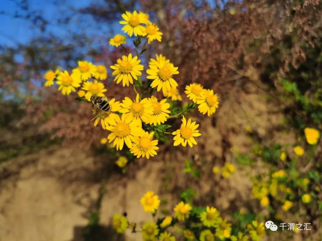 秋天的小野菊视频,秋天的小野菊花文案