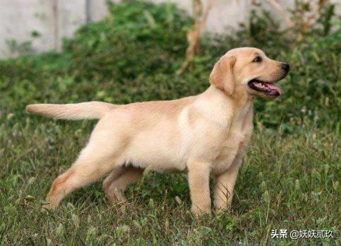 金毛寻回犬世界犬类智商排名第四,短毛小型犬最聪明的狗狗排行榜