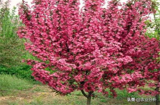 四季海棠种植方法,玫红四季海棠扦插种植