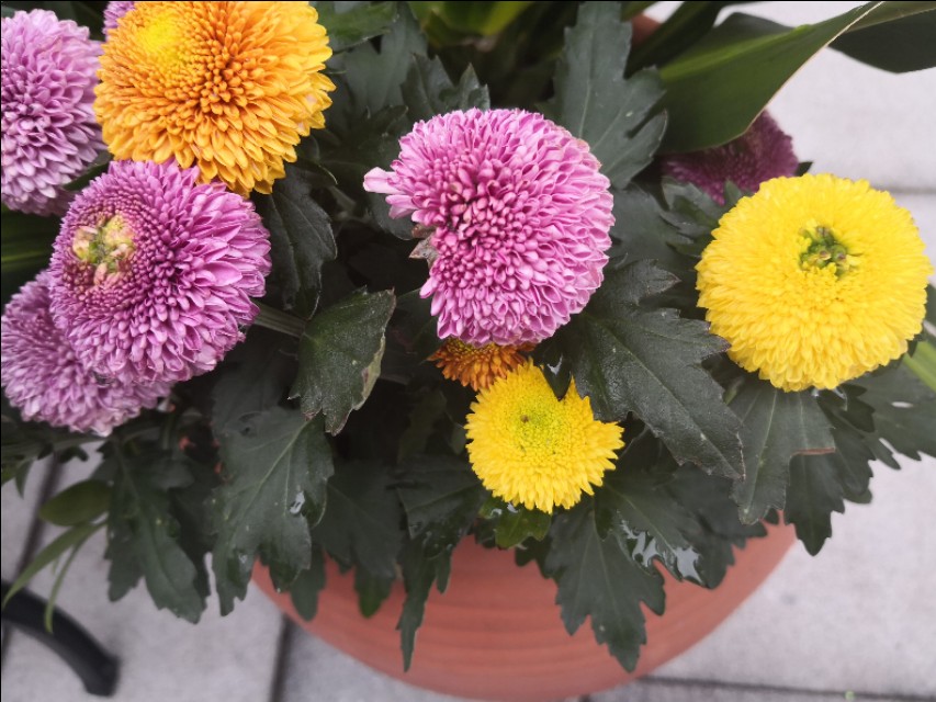 菊花花谢后,修剪掉的枝条千万别浪费了,简单插扦就能变好多盆。