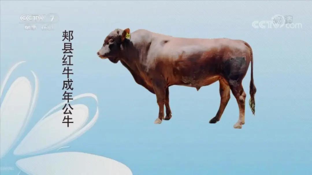 牛年吃牛肉牛气冲天,牛气冲天砂锅牛肉