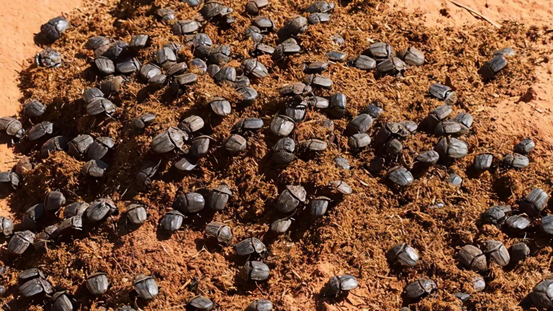 蝇蛆寄生虫会在肠子里吗,寄生虫会寄生在虫卵里吗