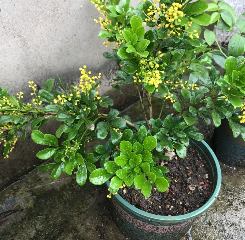 米兰花什么品种好养还花香,米兰花怎么养叶子才会油绿有光泽