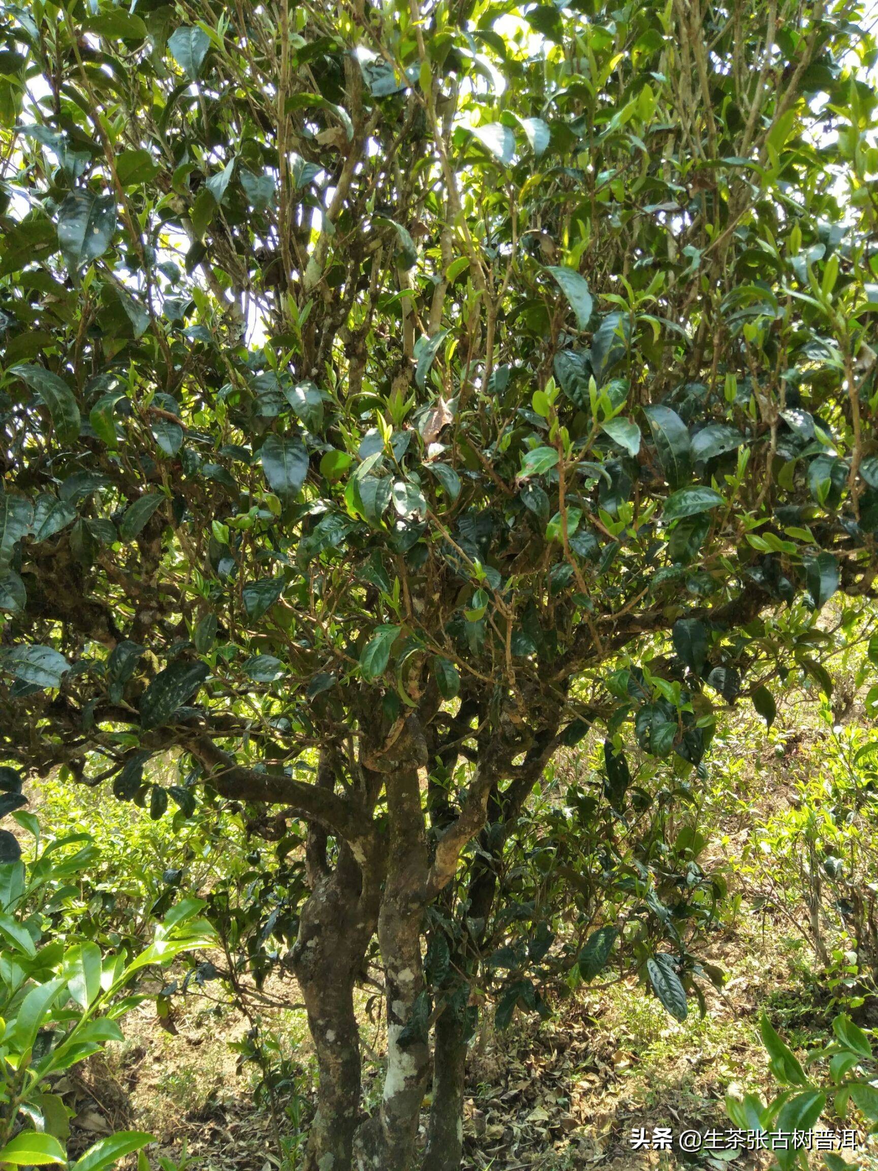 认识普洱茶入门基础知识,认识茶的基础知识