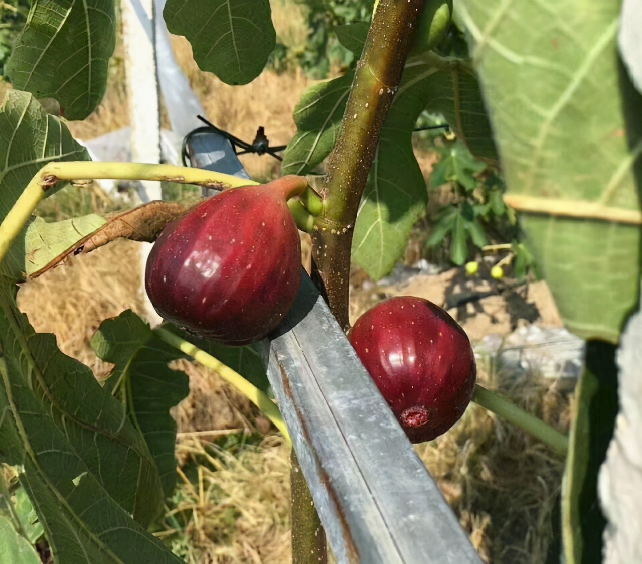 无花果怎么种口感才好吃,怎样挑选成熟的无花果