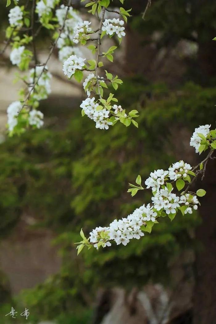 清新的花可以做什么菜,做菜点缀可食用的花