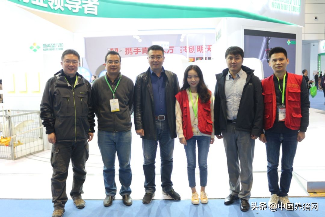 吃得多、出栏快、不拉稀,新希望六和教你金猪行情下抢占先机