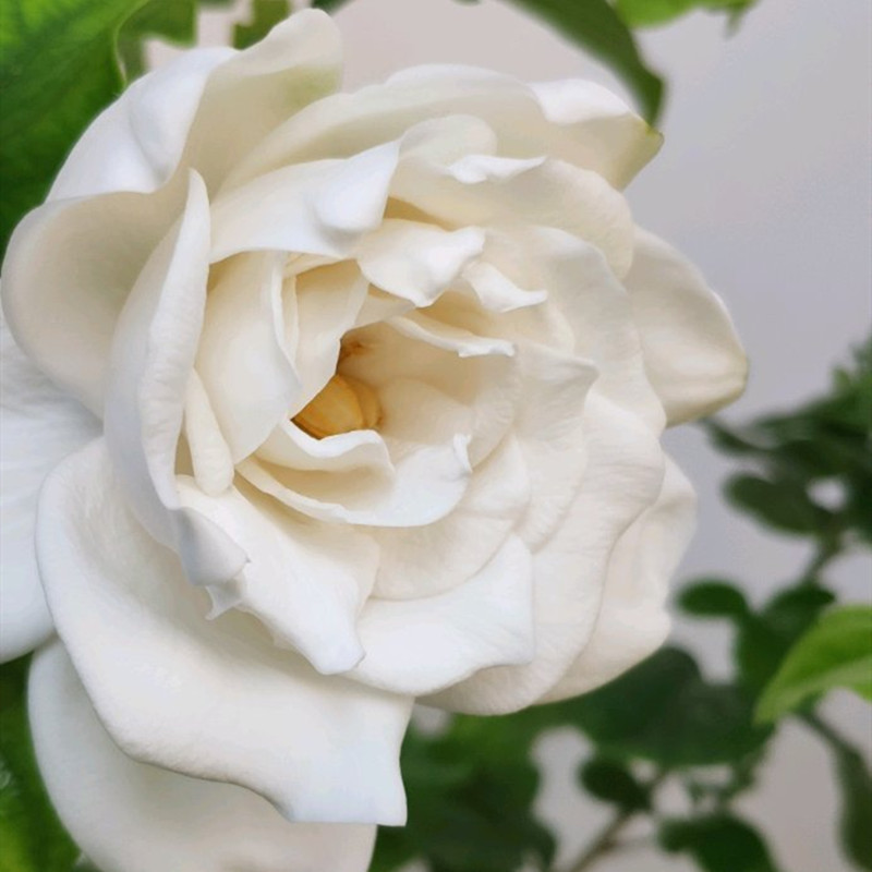 刚买的栀子花蔫了怎么补救,刚买回来的栀子花蔫了是怎么回事